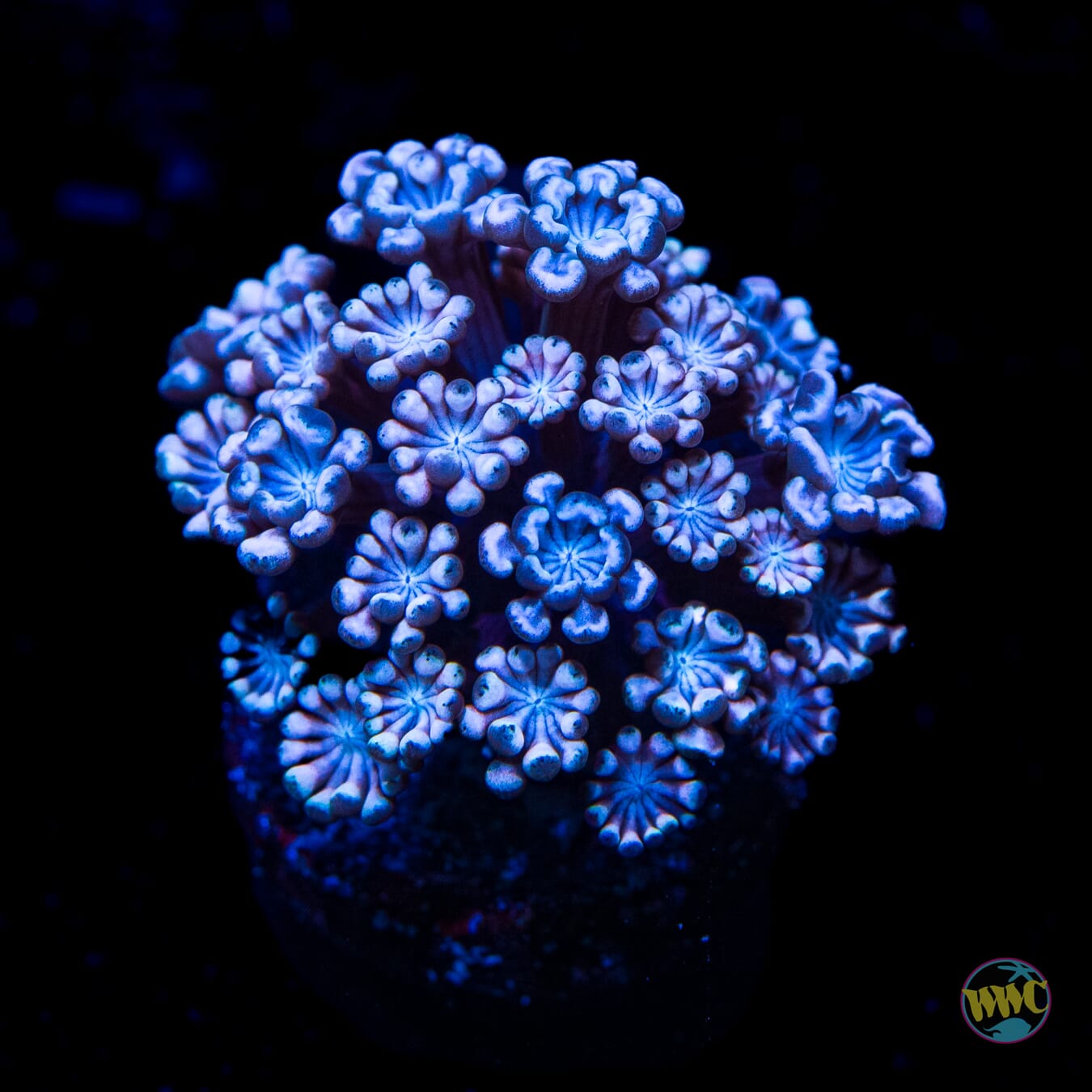 I Love Lavender Alveopora