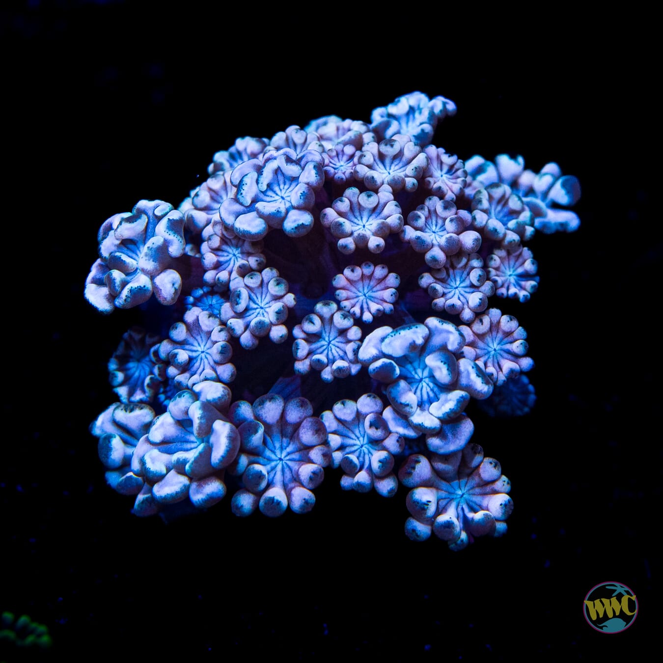 I Love Lavender Alveopora