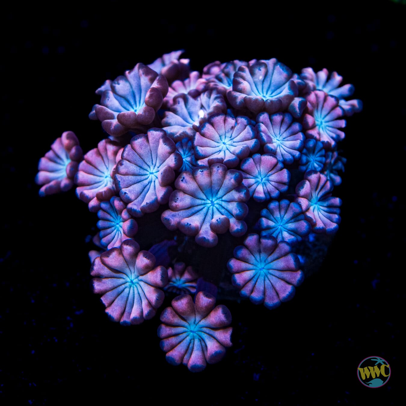 WWC Rose Hologram Alveopora