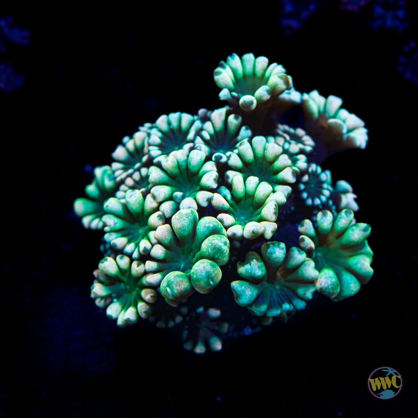 WWC Hologram Alveopora