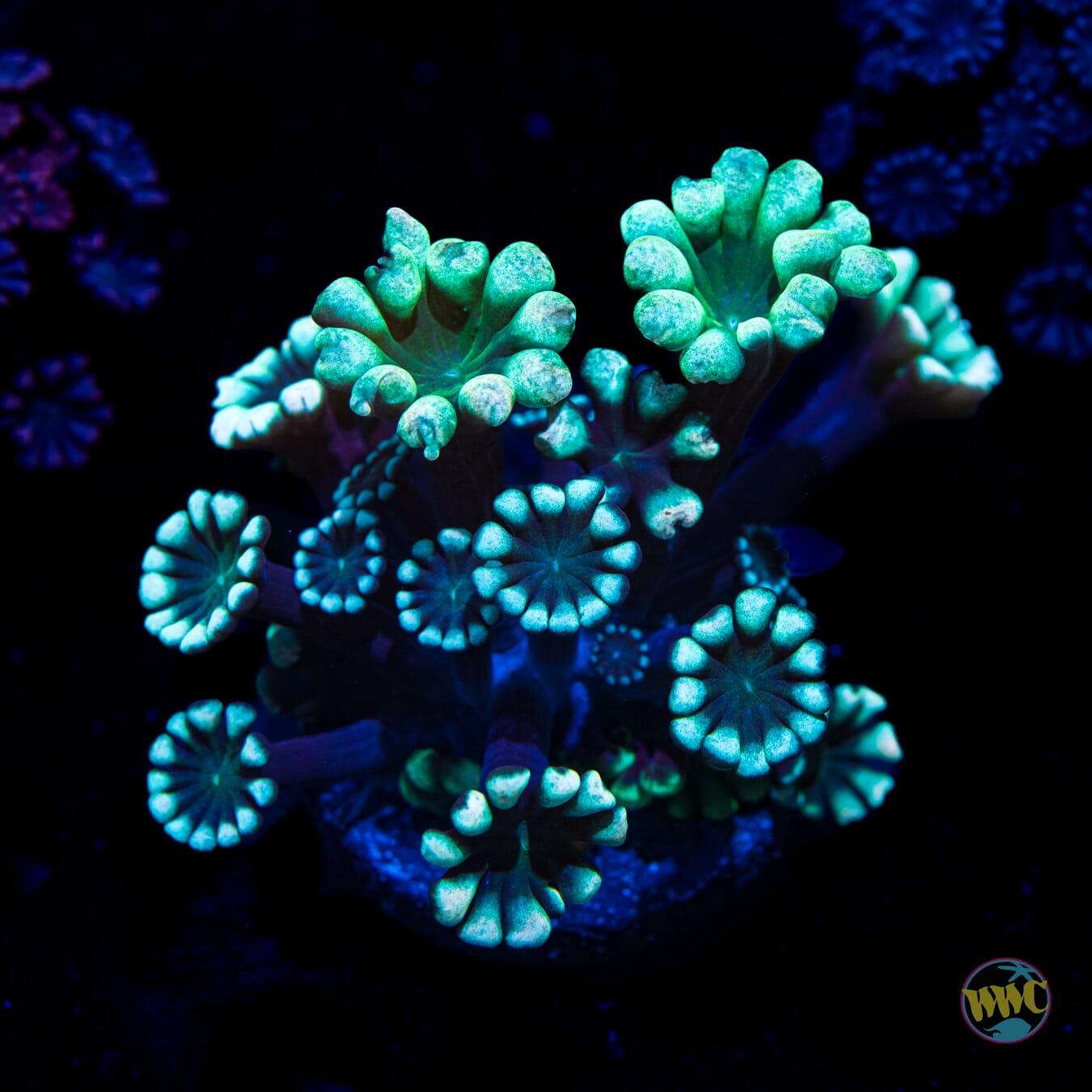 WWC Hologram Alveopora