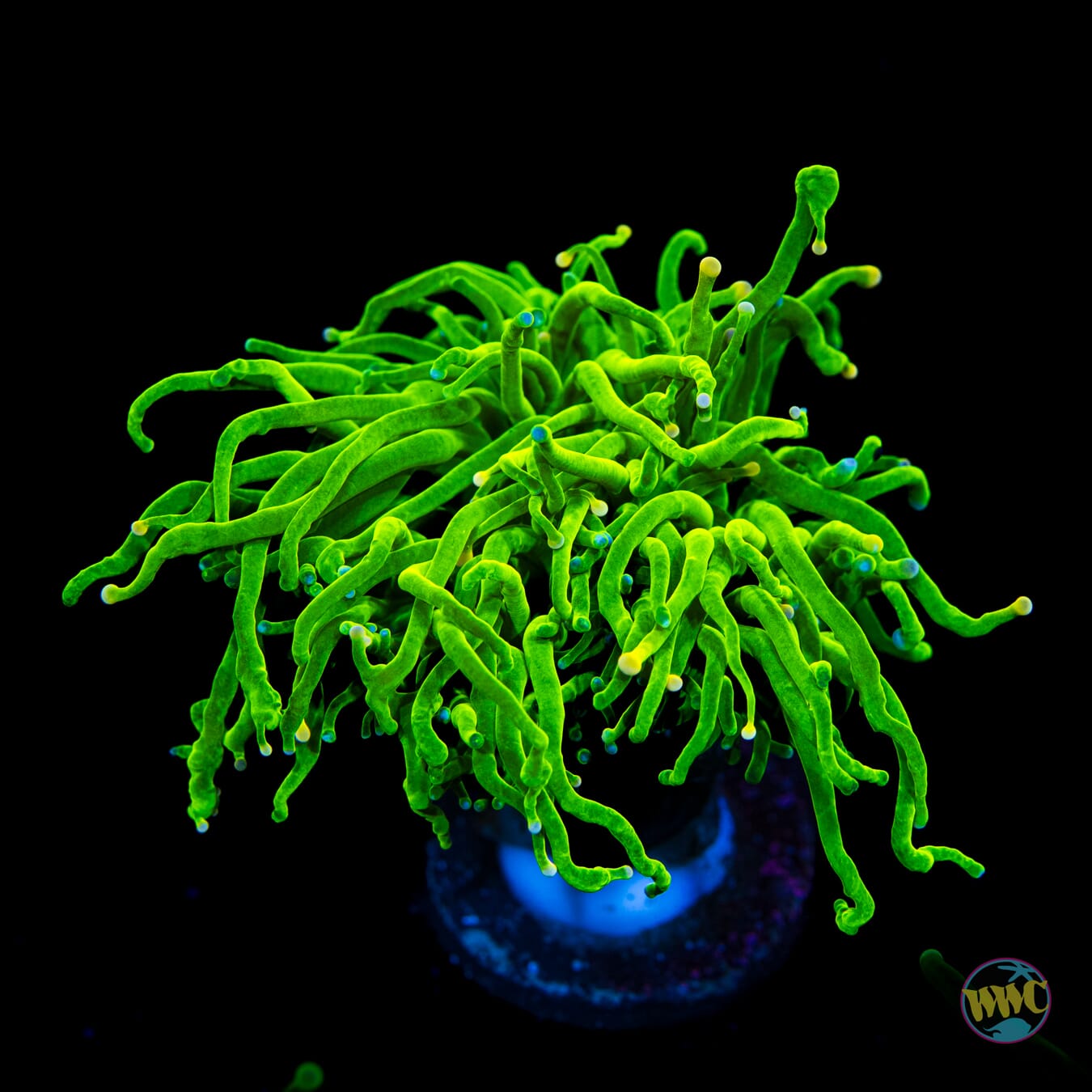 Blue and Yellow Tipped Torch