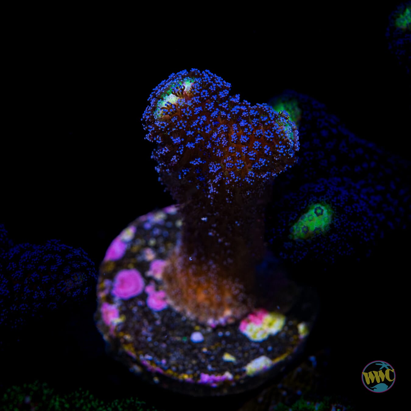 WWC Blue Stylophora