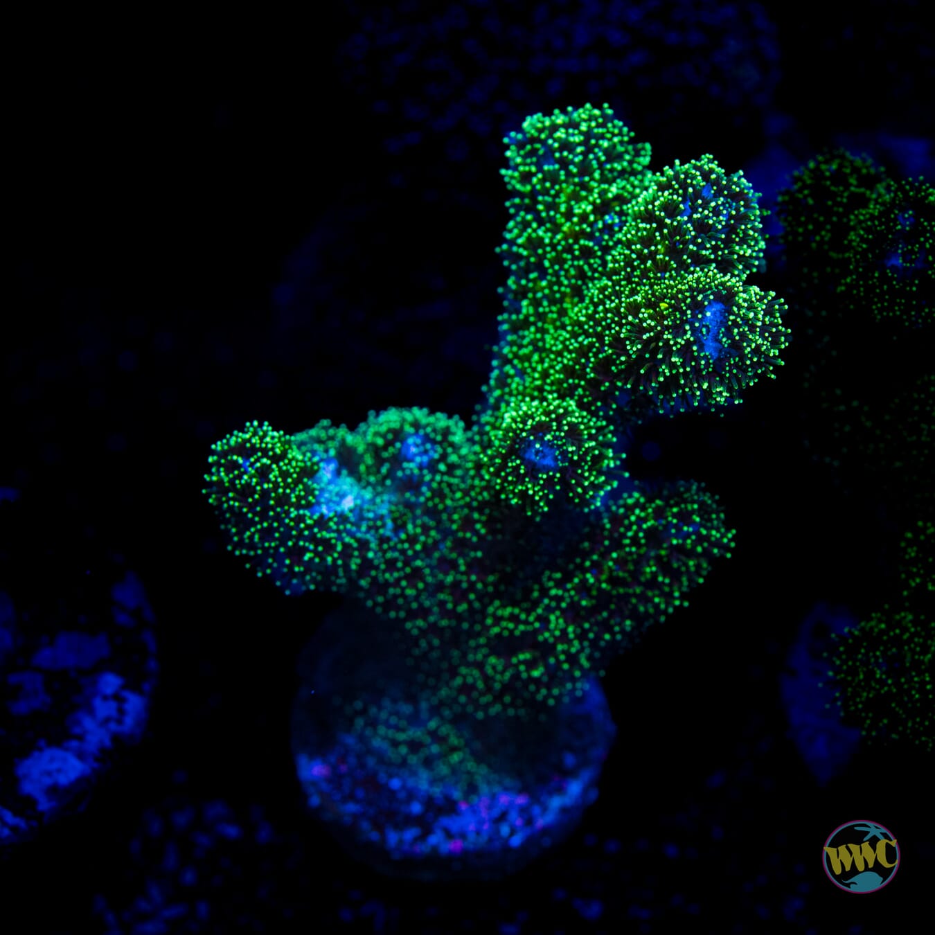 Green Pocillopora