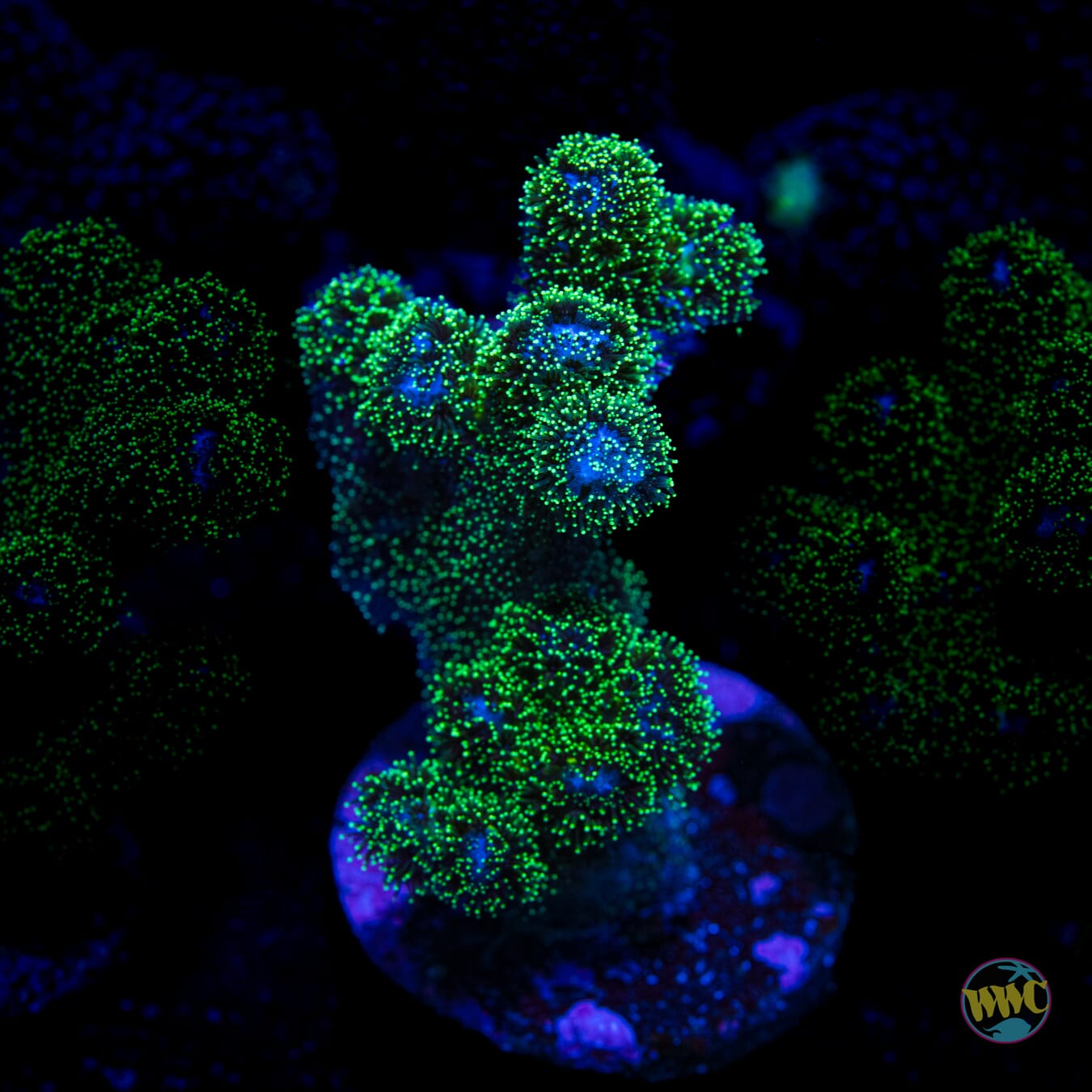 Green Pocillopora