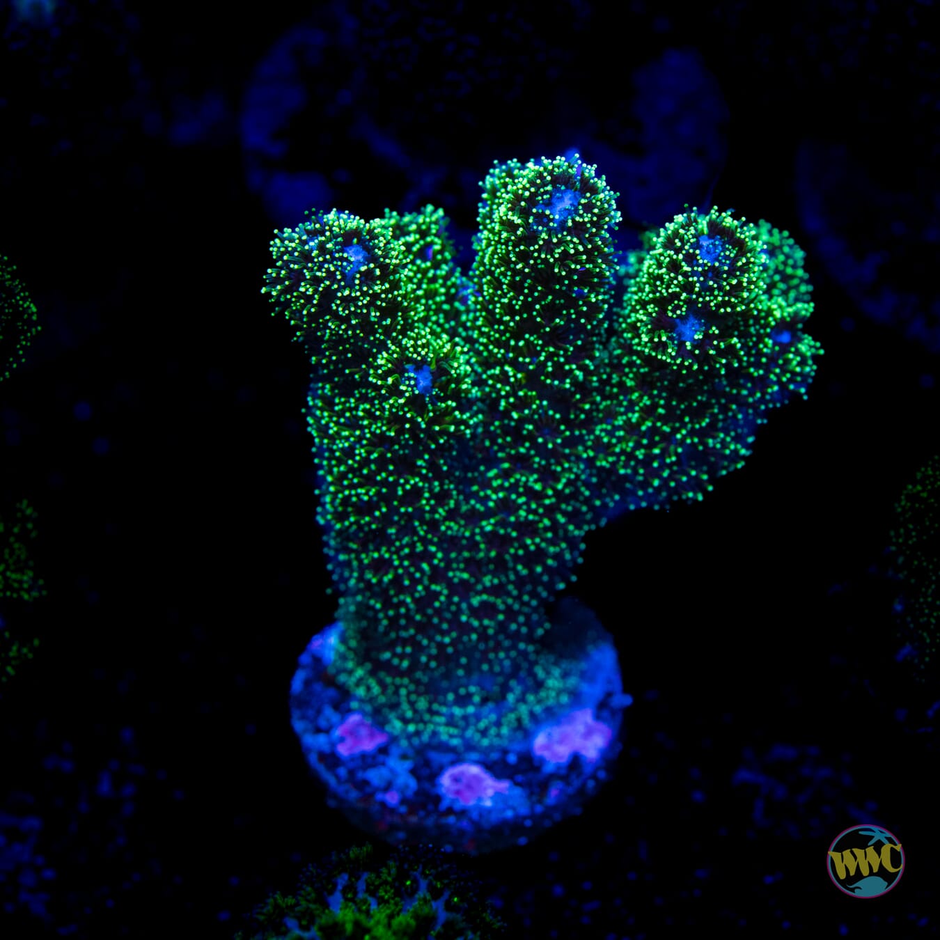 Green Pocillopora