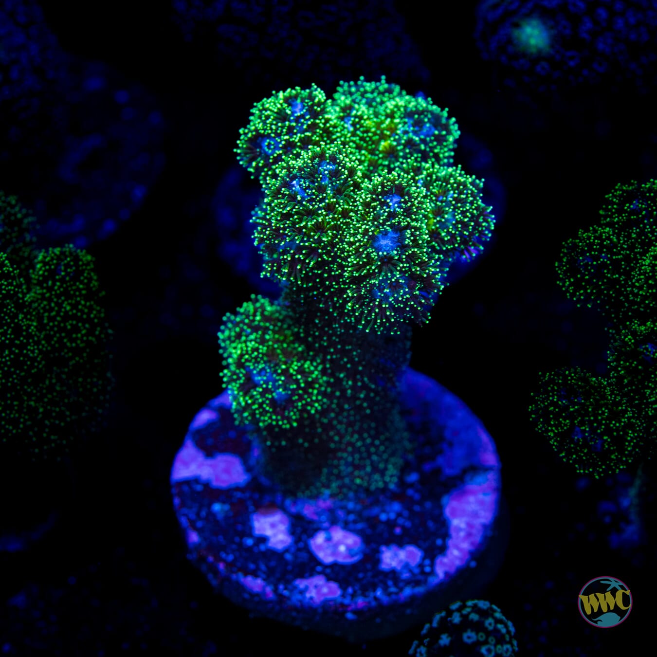 Green Pocillopora