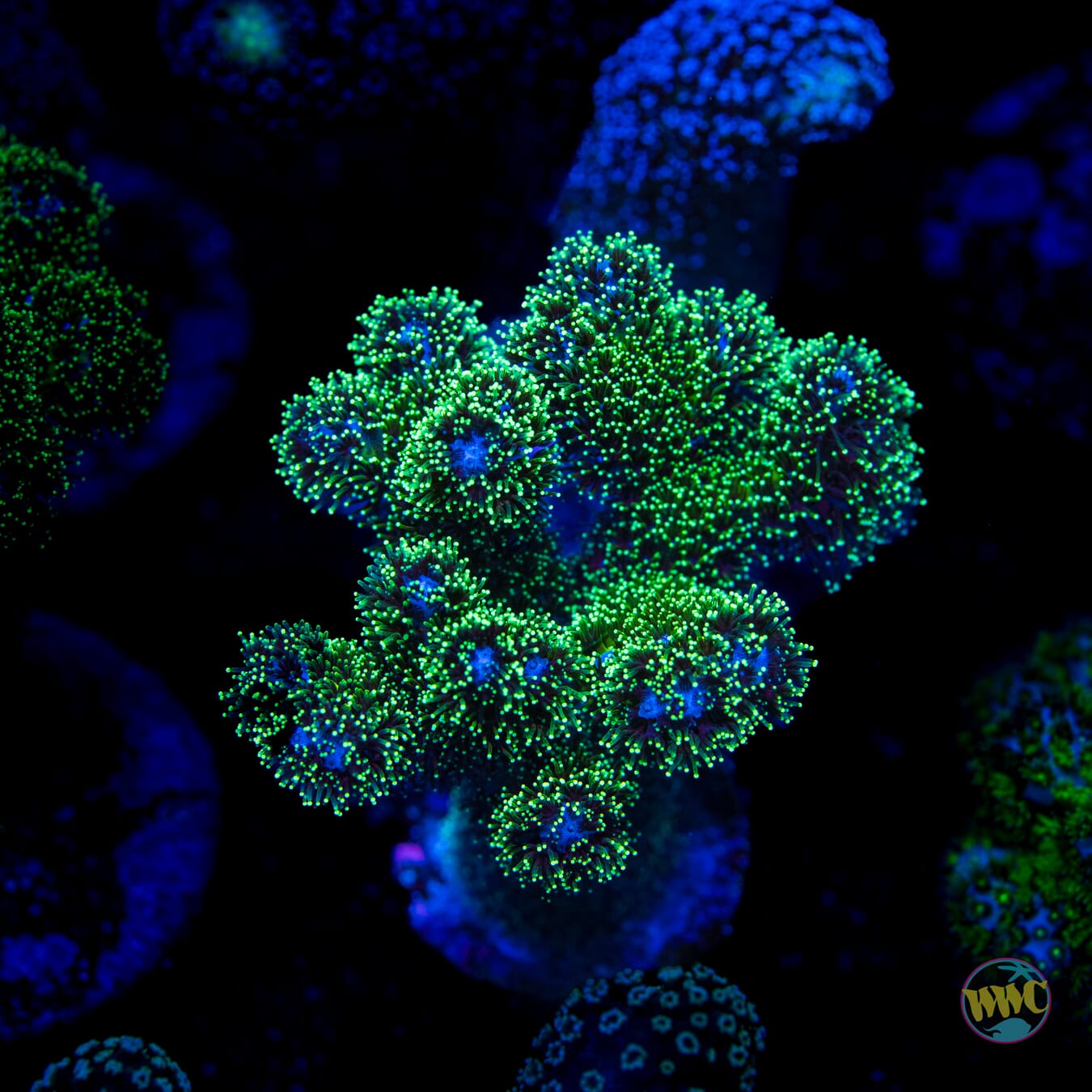 Green Pocillopora