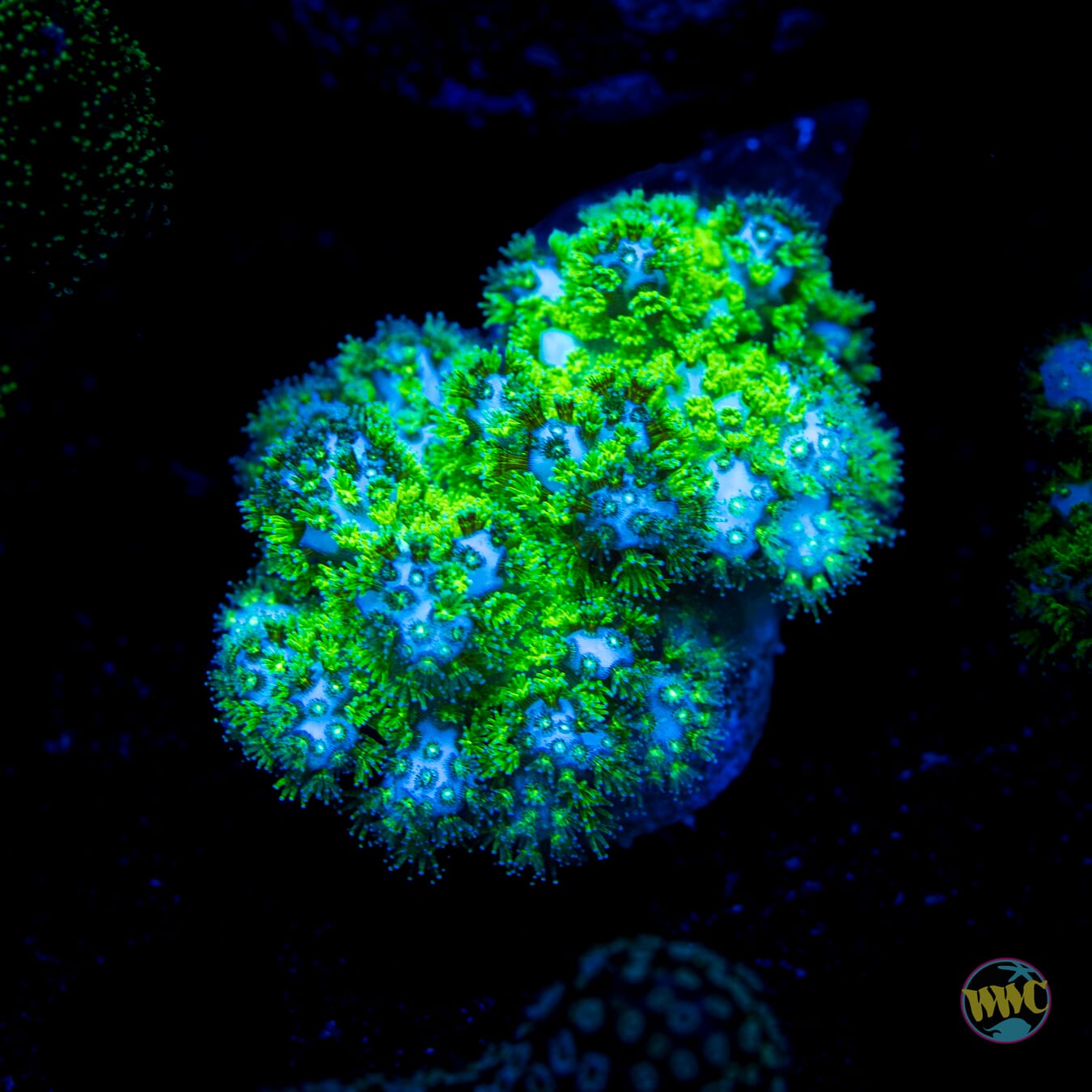 WWC Fallout Pocillopora