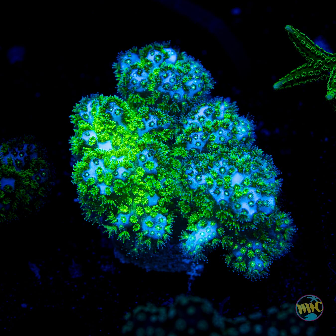 WWC Fallout Pocillopora