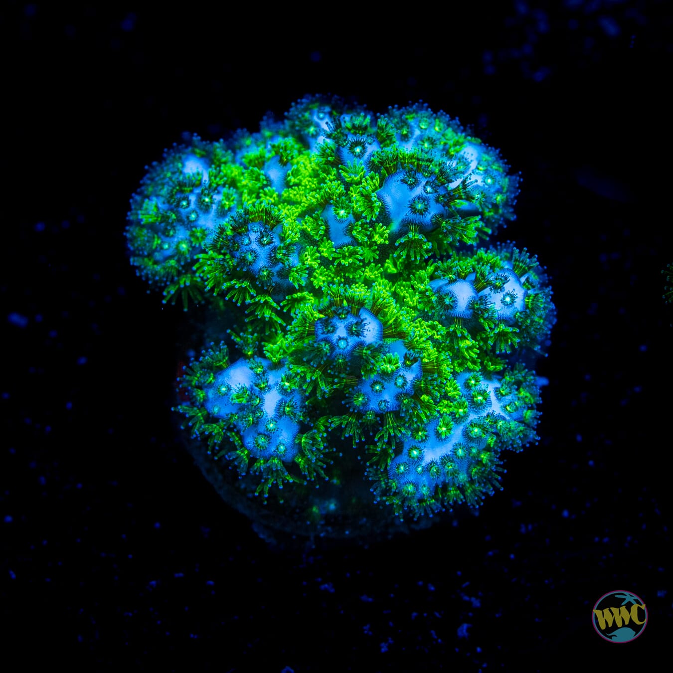 WWC Fallout Pocillopora