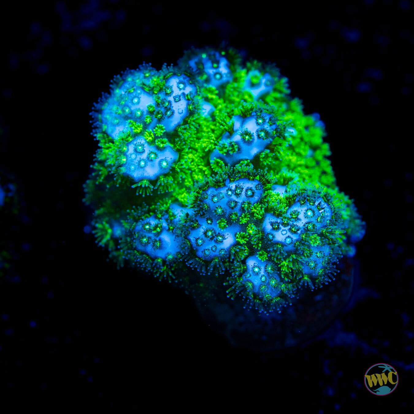 WWC Fallout Pocillopora