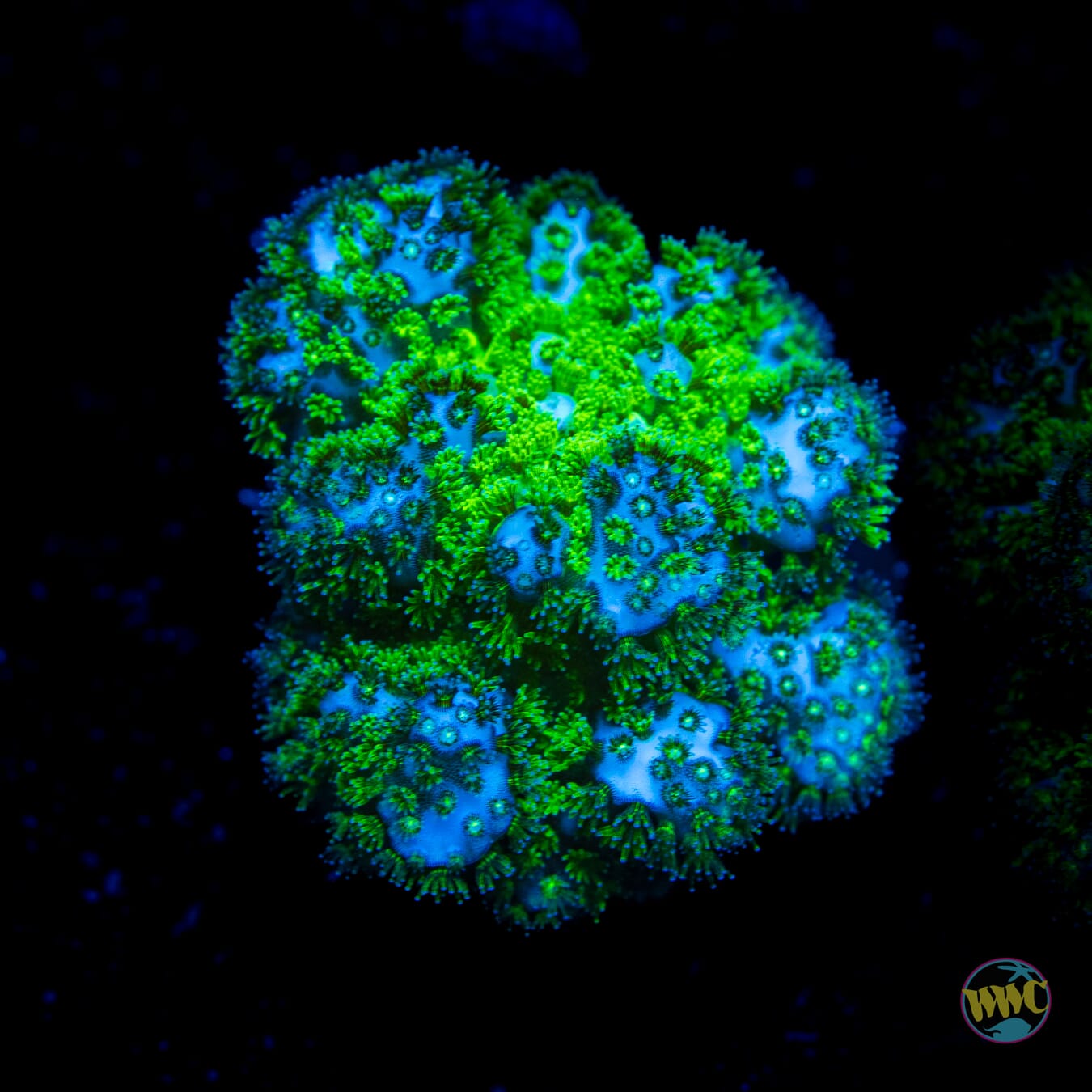 WWC Fallout Pocillopora