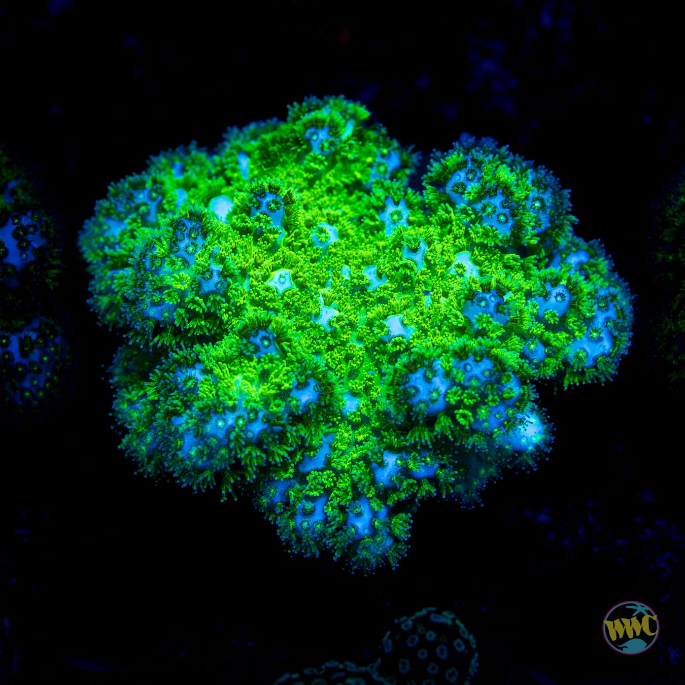 WWC Fallout Pocillopora