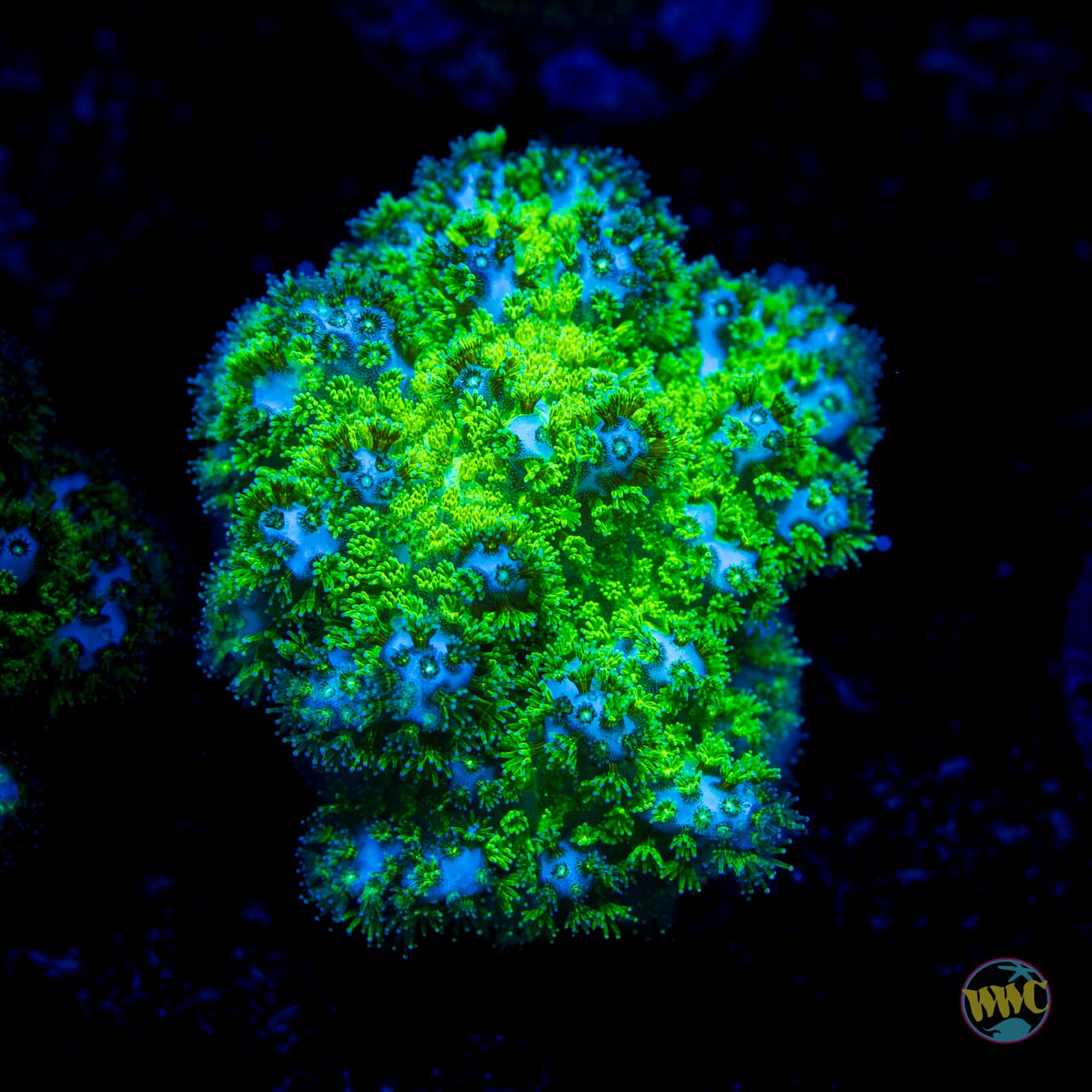 WWC Fallout Pocillopora