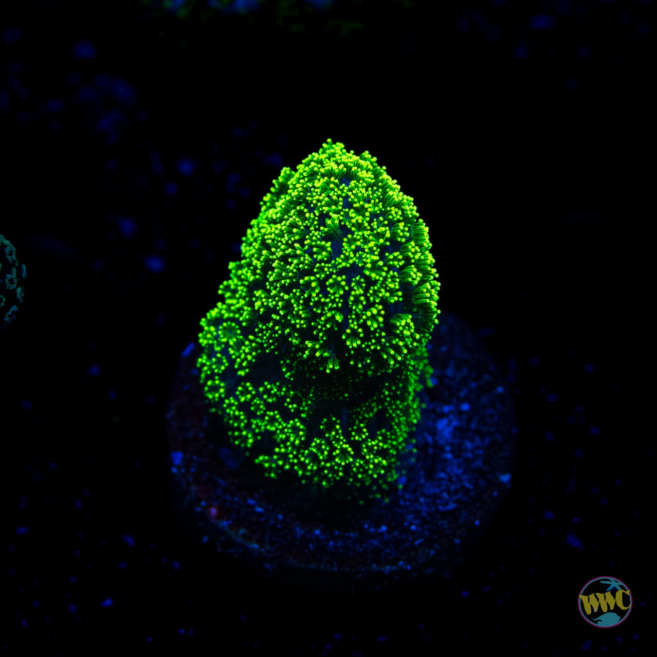 WWC Green Goblin Stylophora