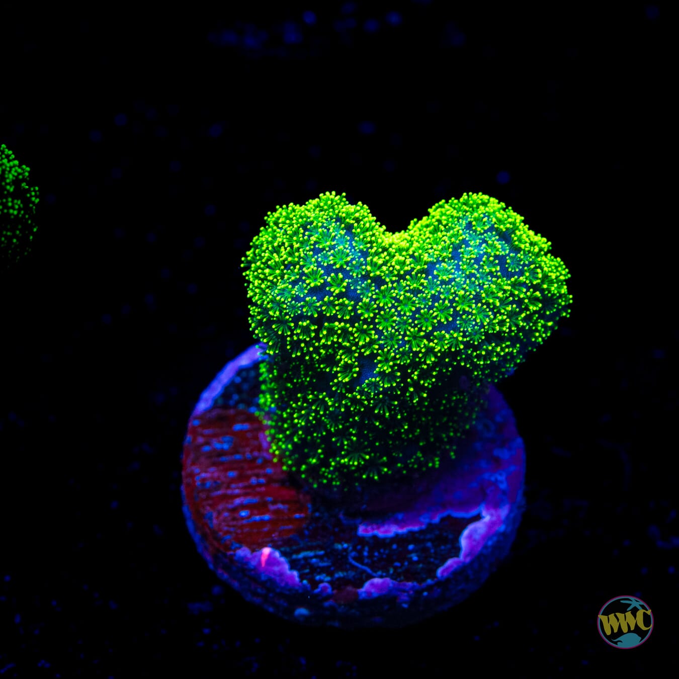 WWC Green Goblin Stylophora