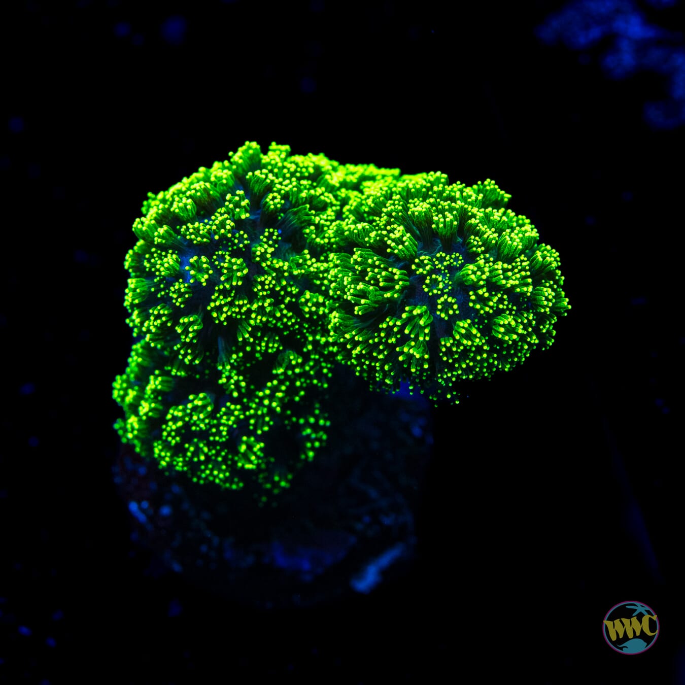 WWC Green Goblin Stylophora