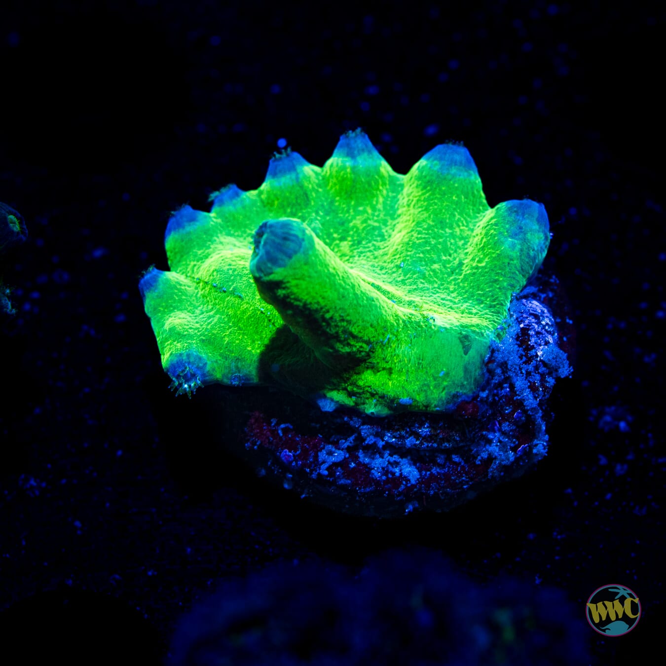 WWC Neon Heron Turbinaria