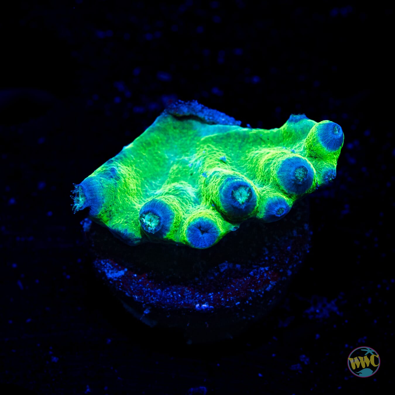 WWC Neon Heron Turbinaria