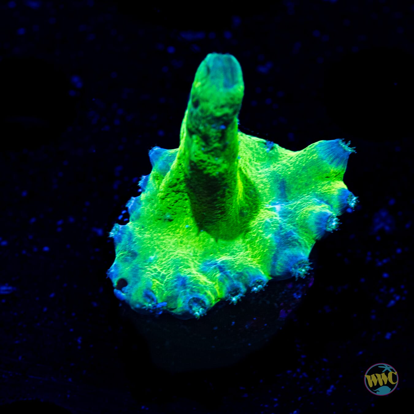 WWC Neon Heron Turbinaria