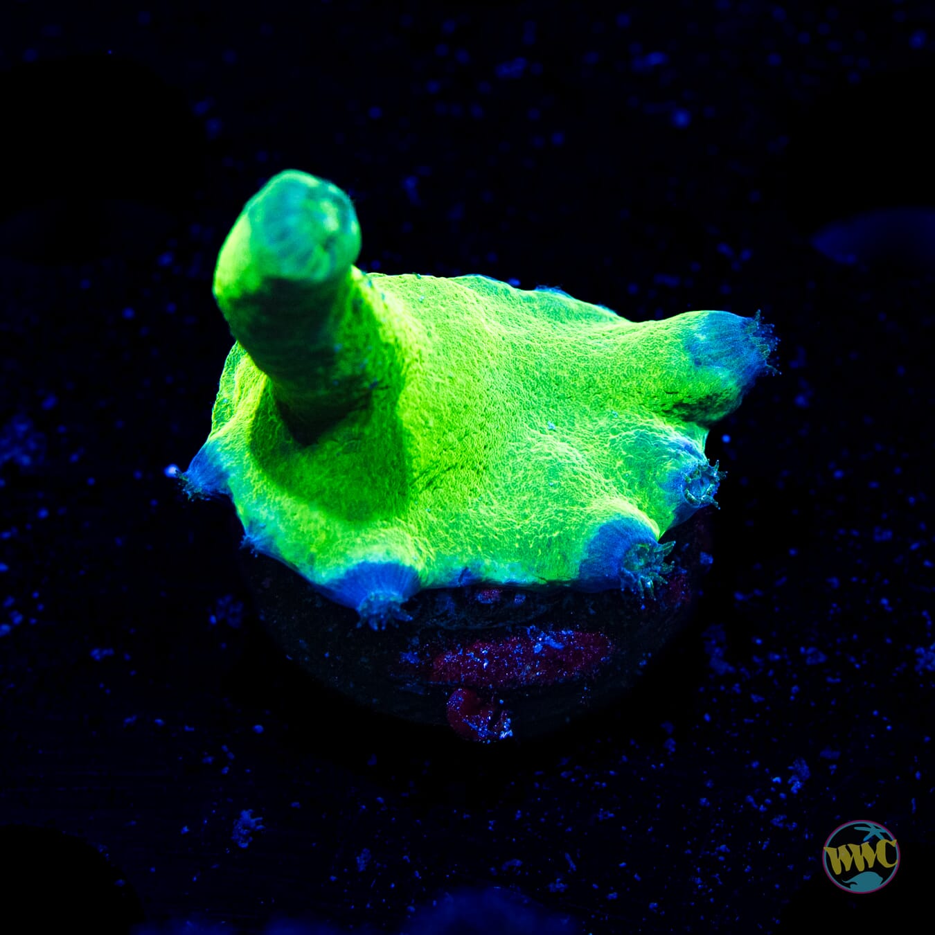 WWC Neon Heron Turbinaria