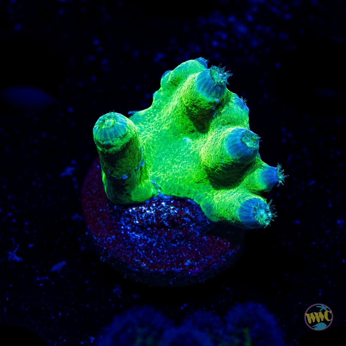 WWC Neon Heron Turbinaria