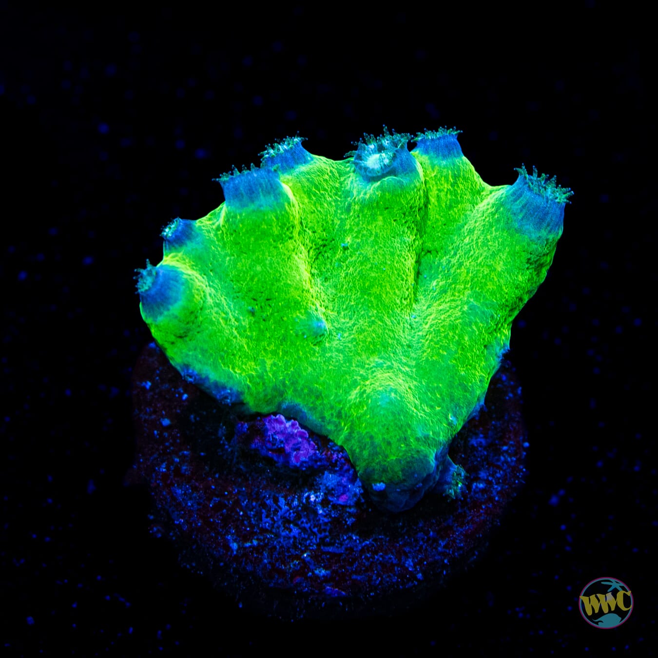 WWC Neon Heron Turbinaria