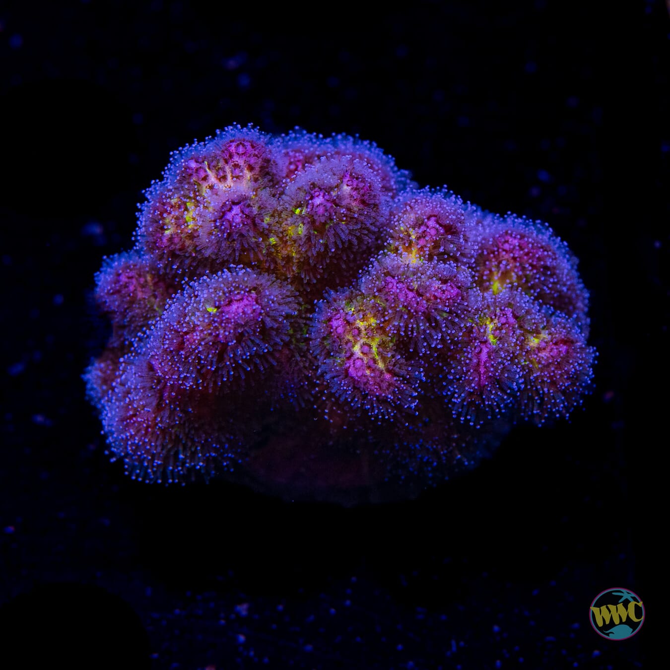 WWC Rainbow Pocillopora