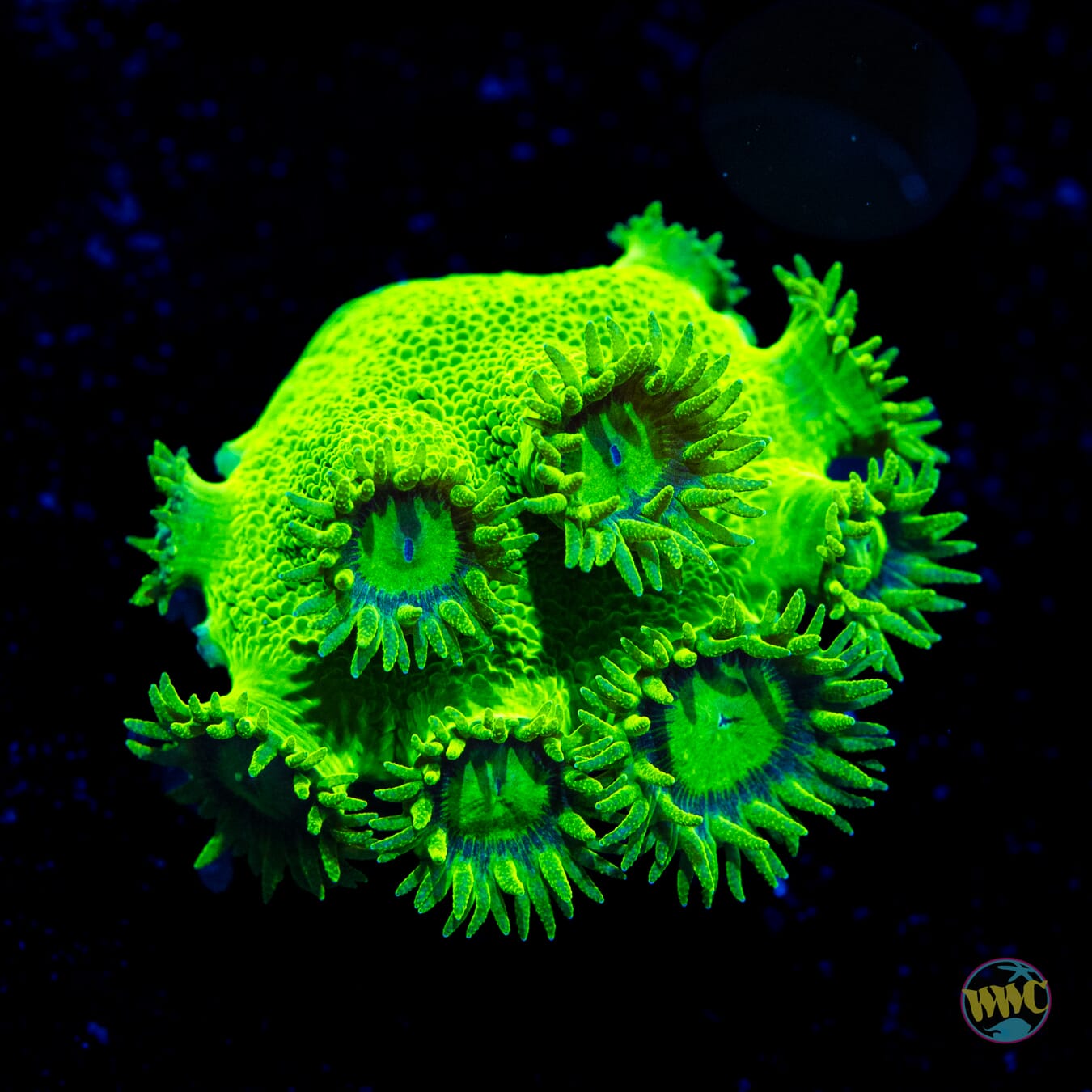 WWC Neon Peltata Turbinaria