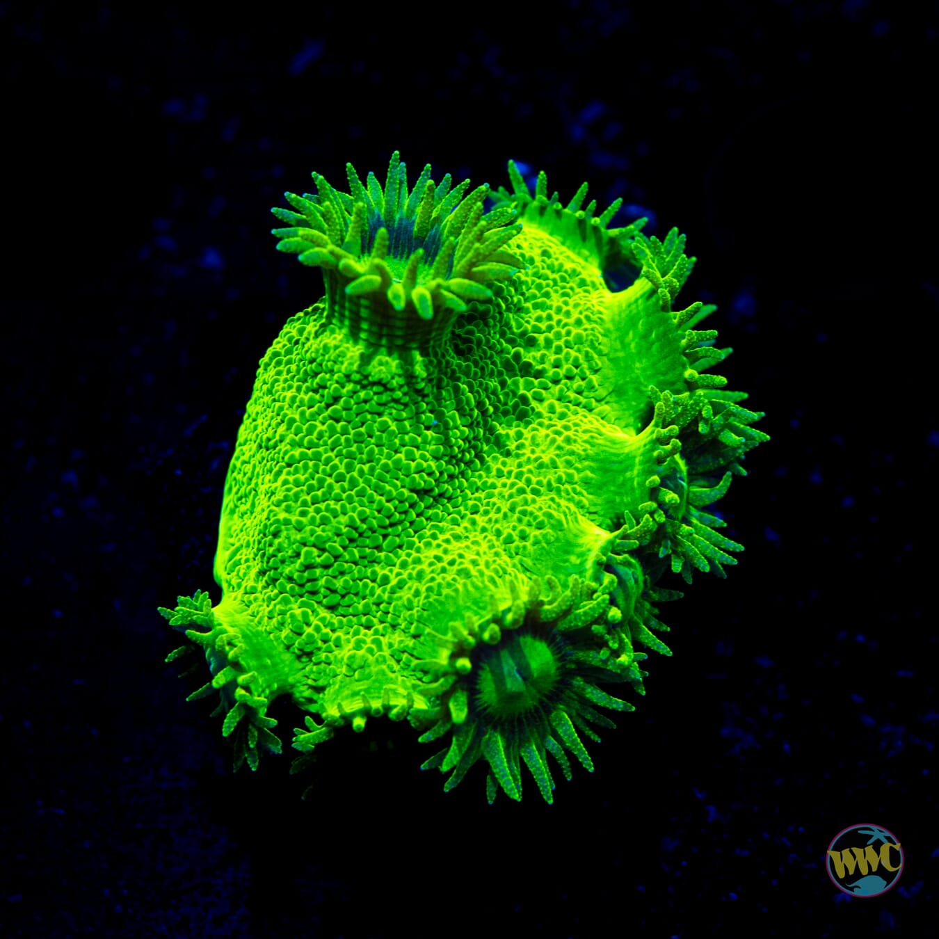 WWC Neon Peltata Turbinaria