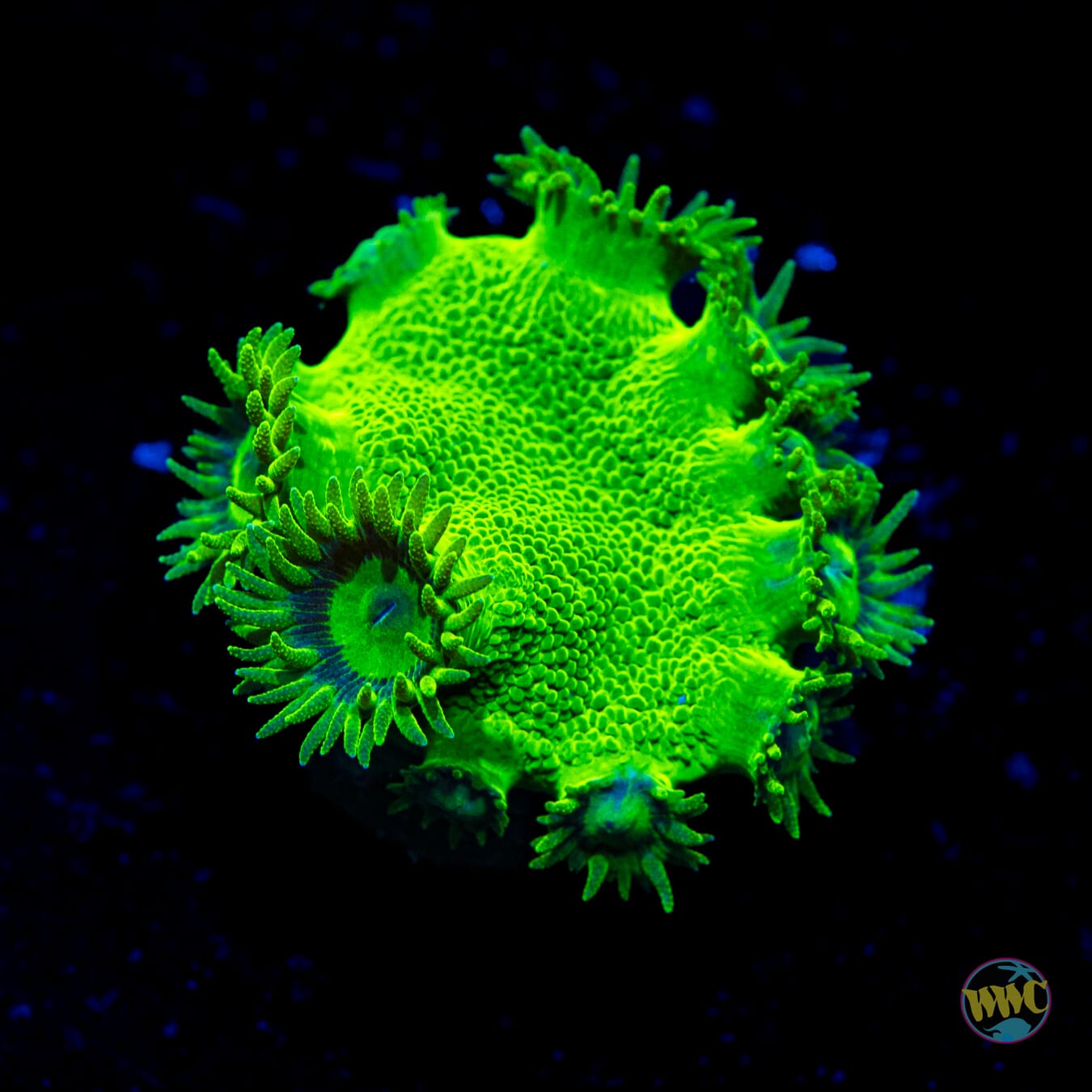 WWC Neon Peltata Turbinaria