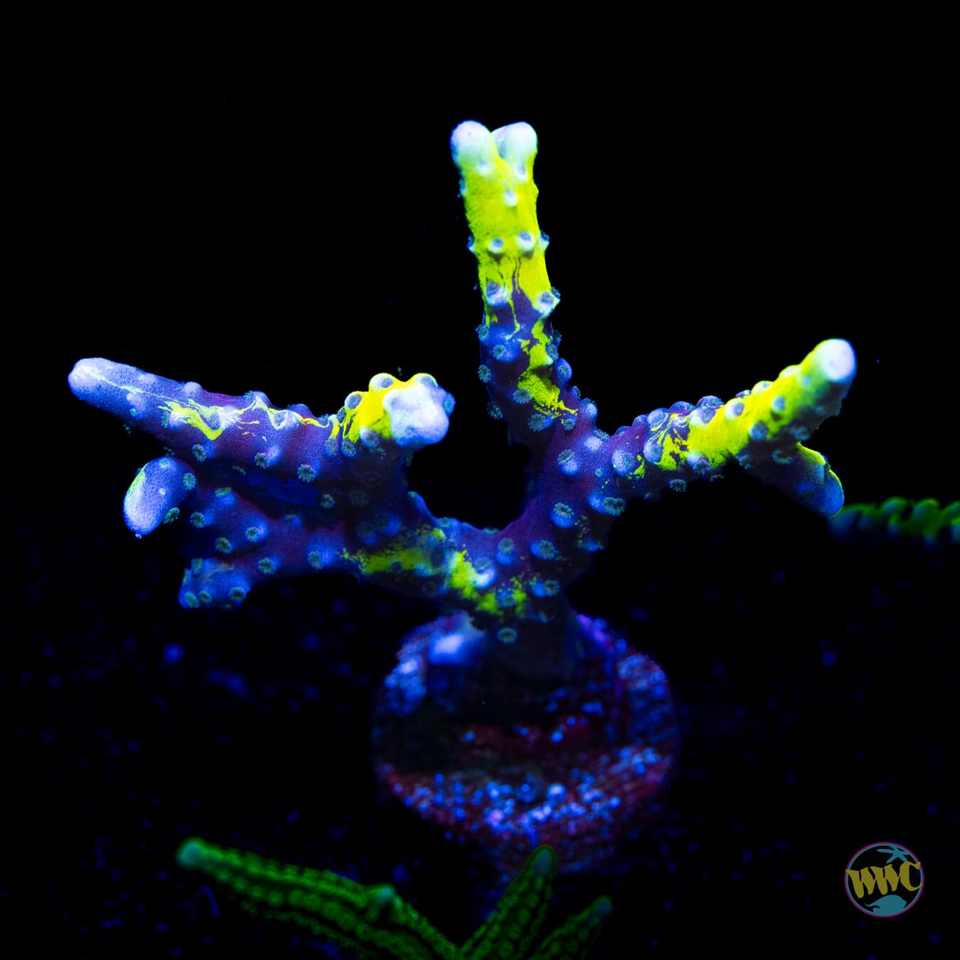 Golden Rod Grafted Anacropora