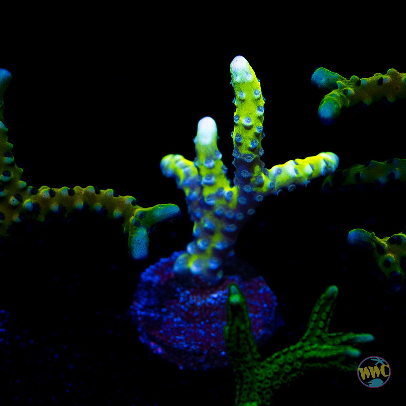 Golden Rod Grafted Anacropora