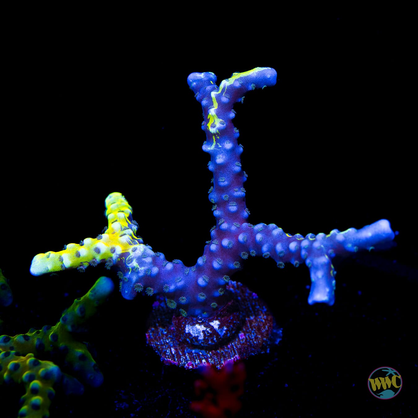 Golden Rod Grafted Anacropora