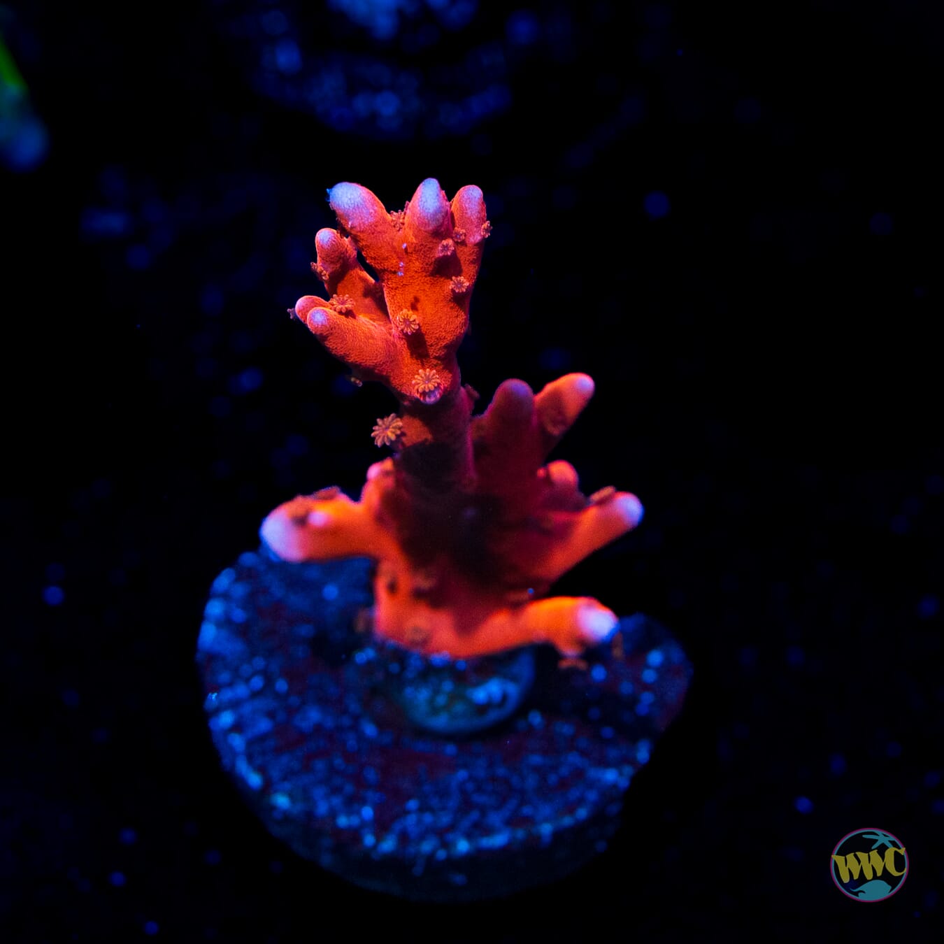 Jason Fox TNT Anacropora