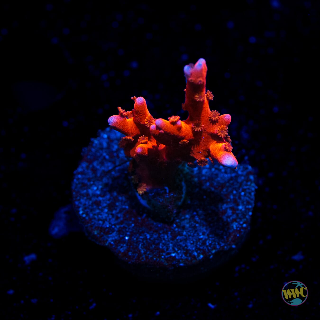 Jason Fox TNT Anacropora