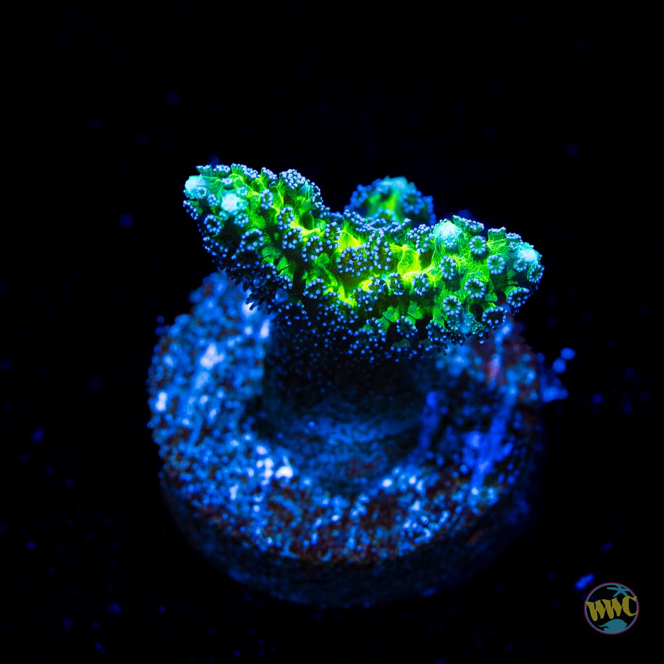 R66 Queensland Sizzler Birdsnest