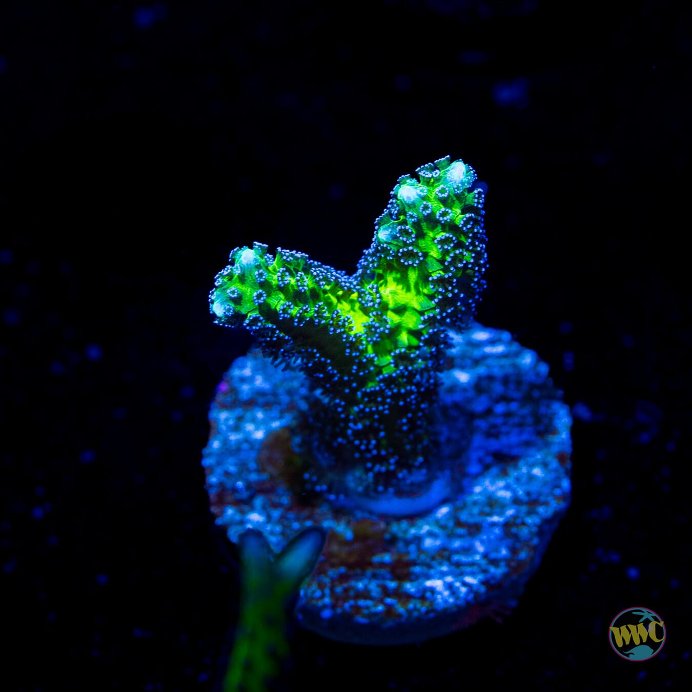 R66 Queensland Sizzler Birdsnest