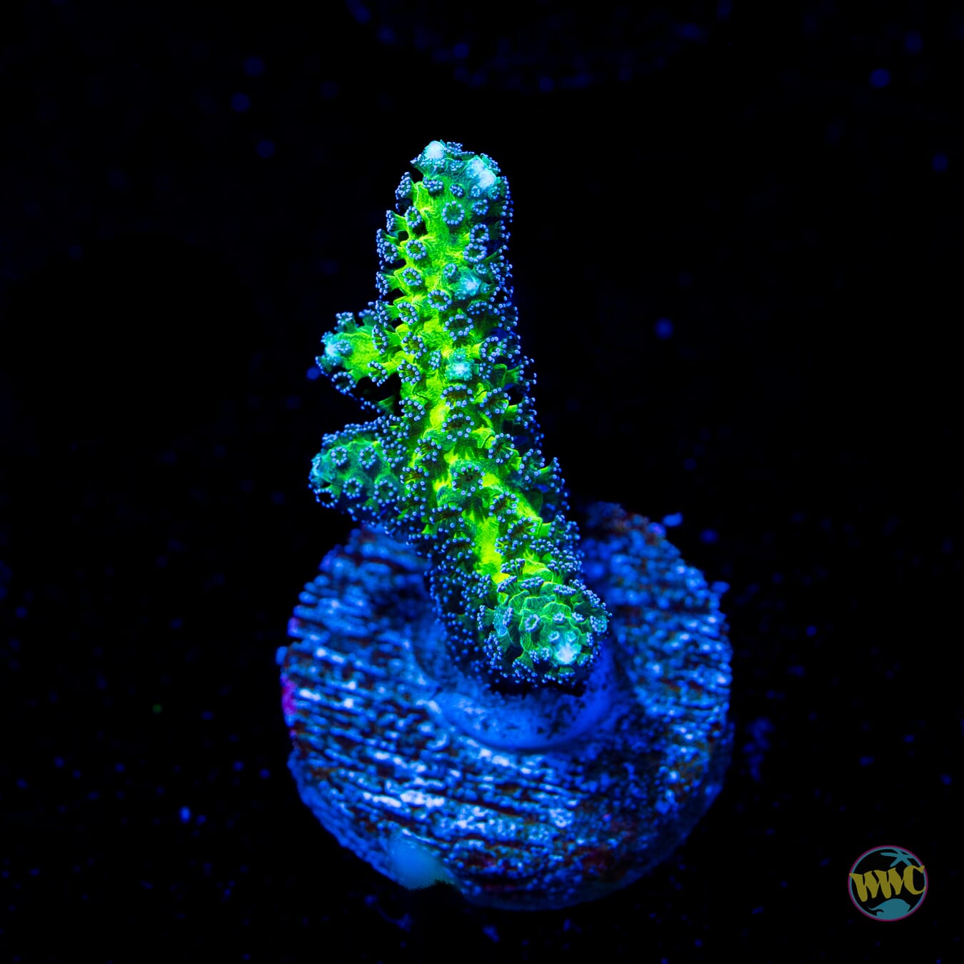 R66 Queensland Sizzler Birdsnest