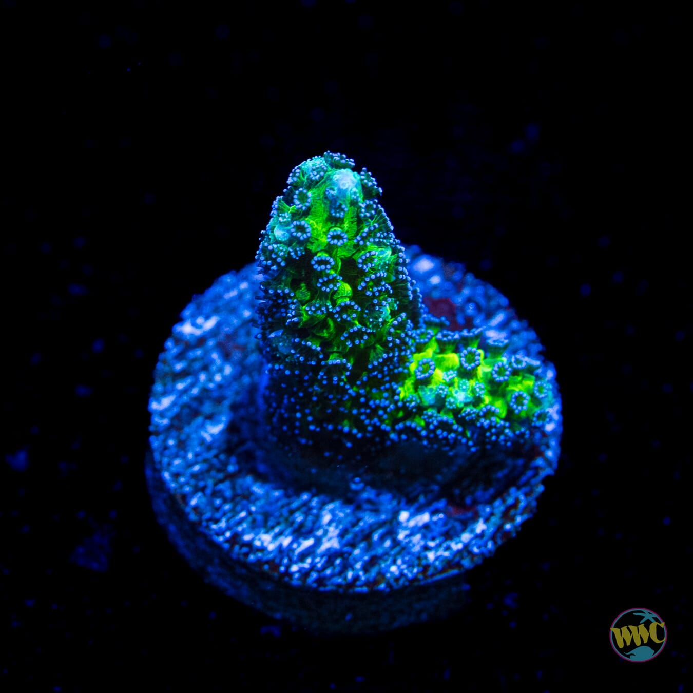 R66 Queensland Sizzler Birdsnest