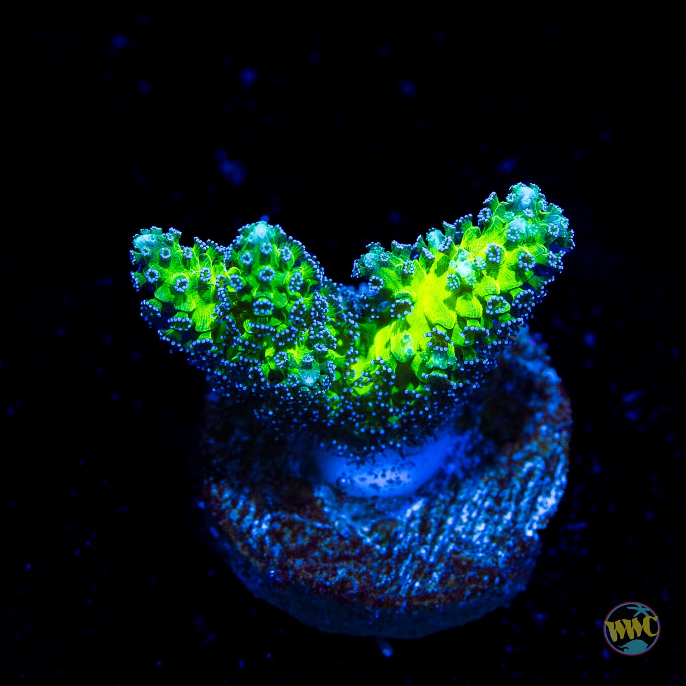 R66 Queensland Sizzler Birdsnest