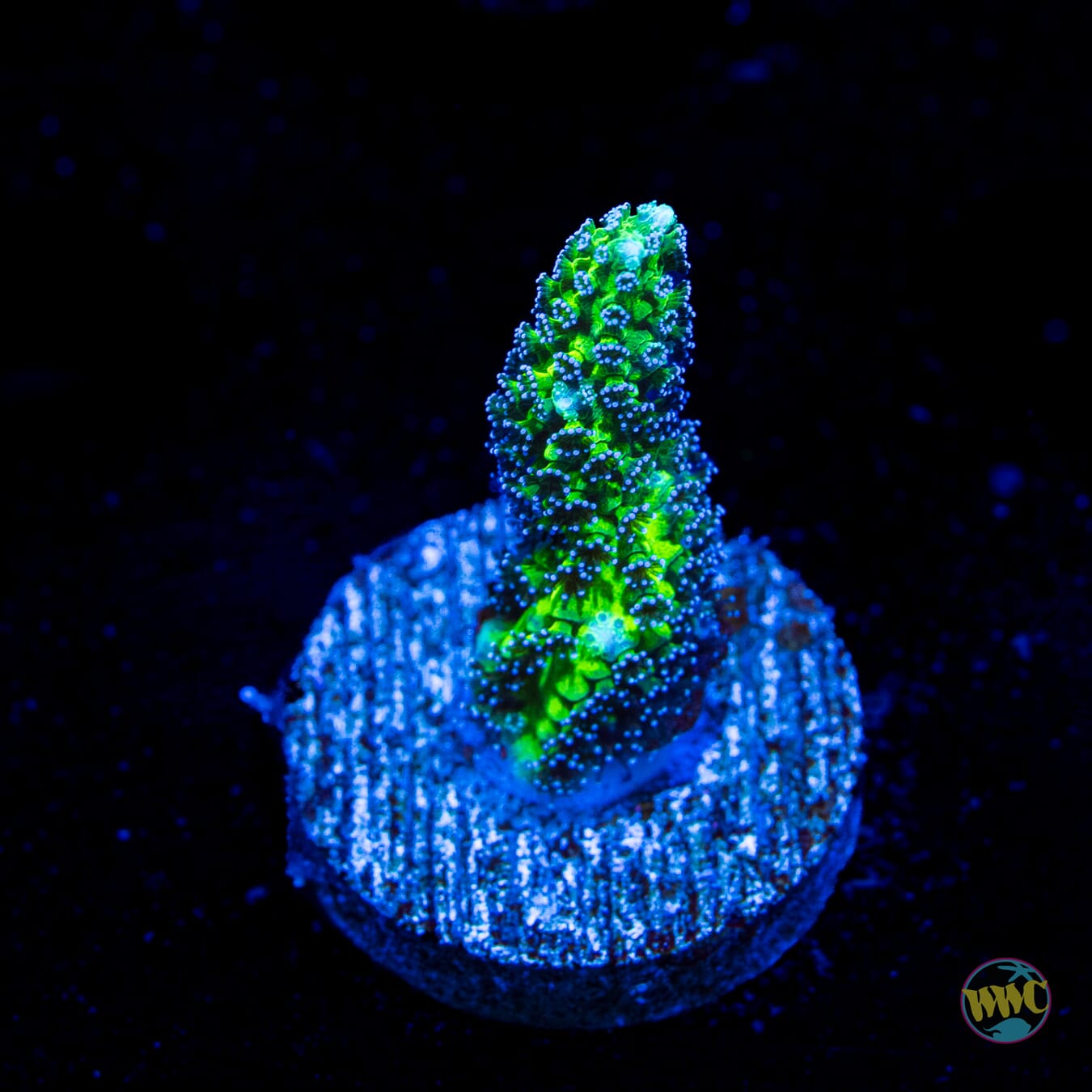 R66 Queensland Sizzler Birdsnest