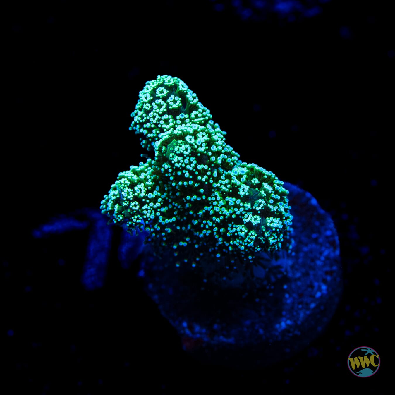 Jason Fox Enchanted Forest Birdsnest