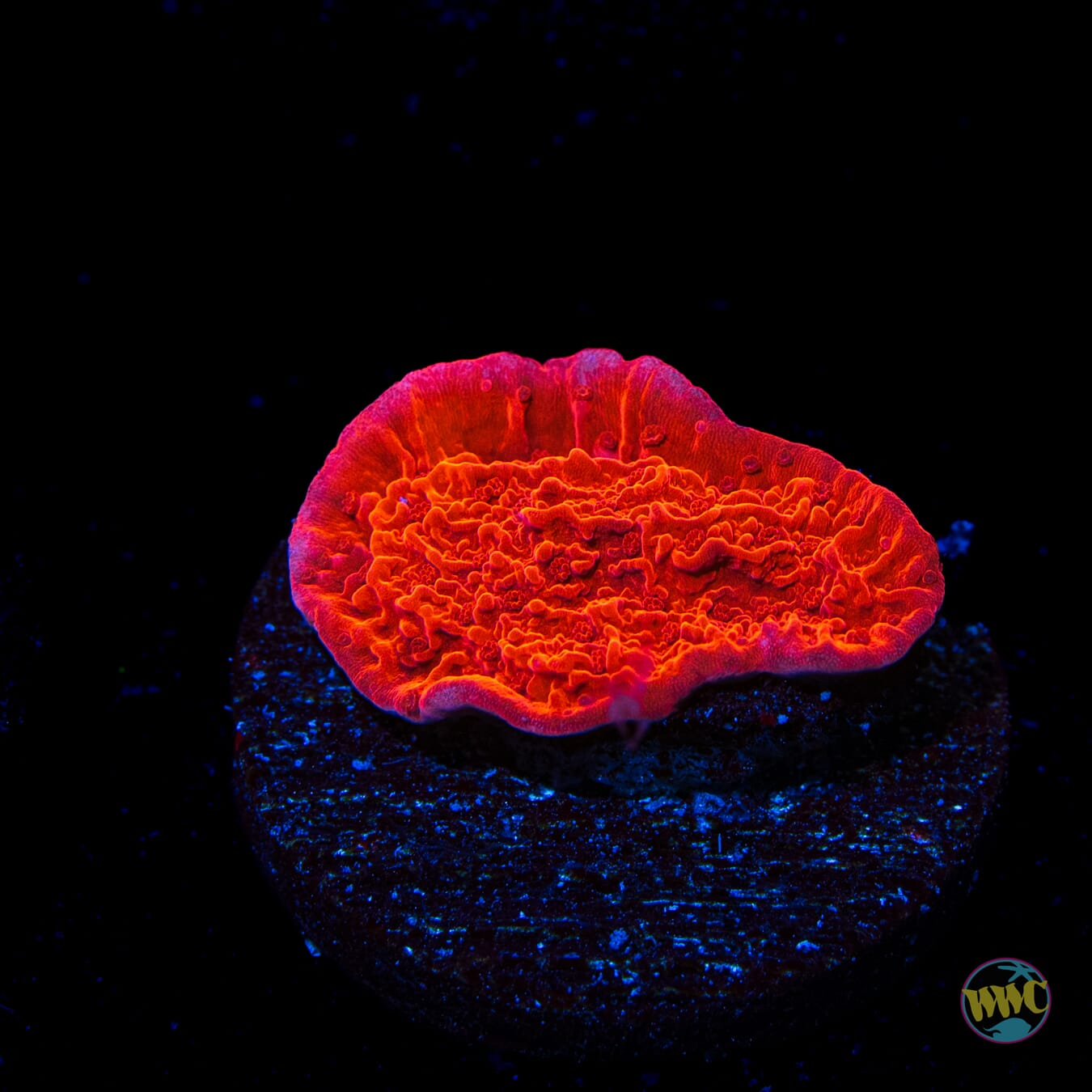 Red Cap Montipora