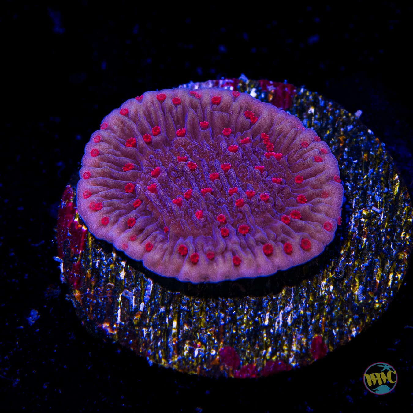 Red Roses Montipora