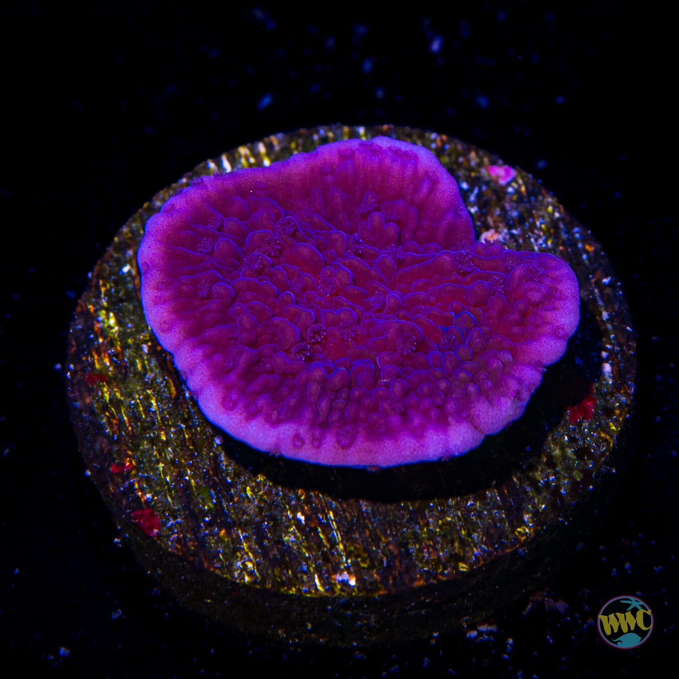 Vivid's Purple Cap Montipora