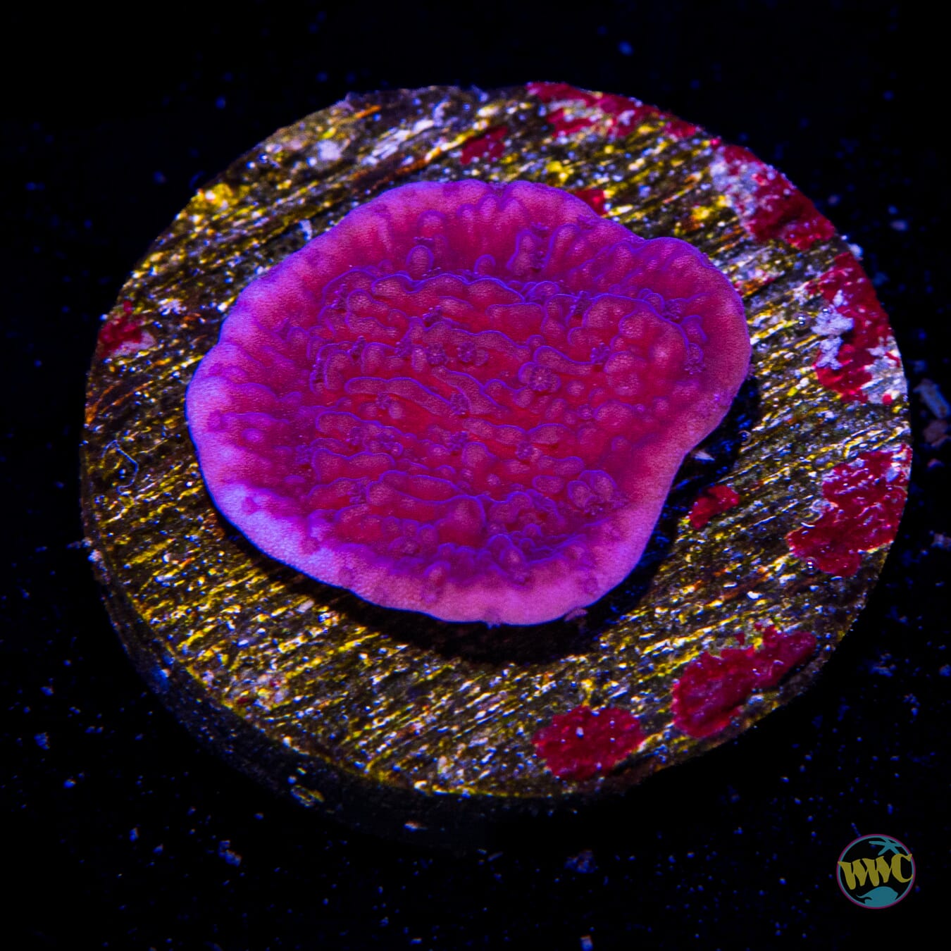 Vivid's Purple Cap Montipora