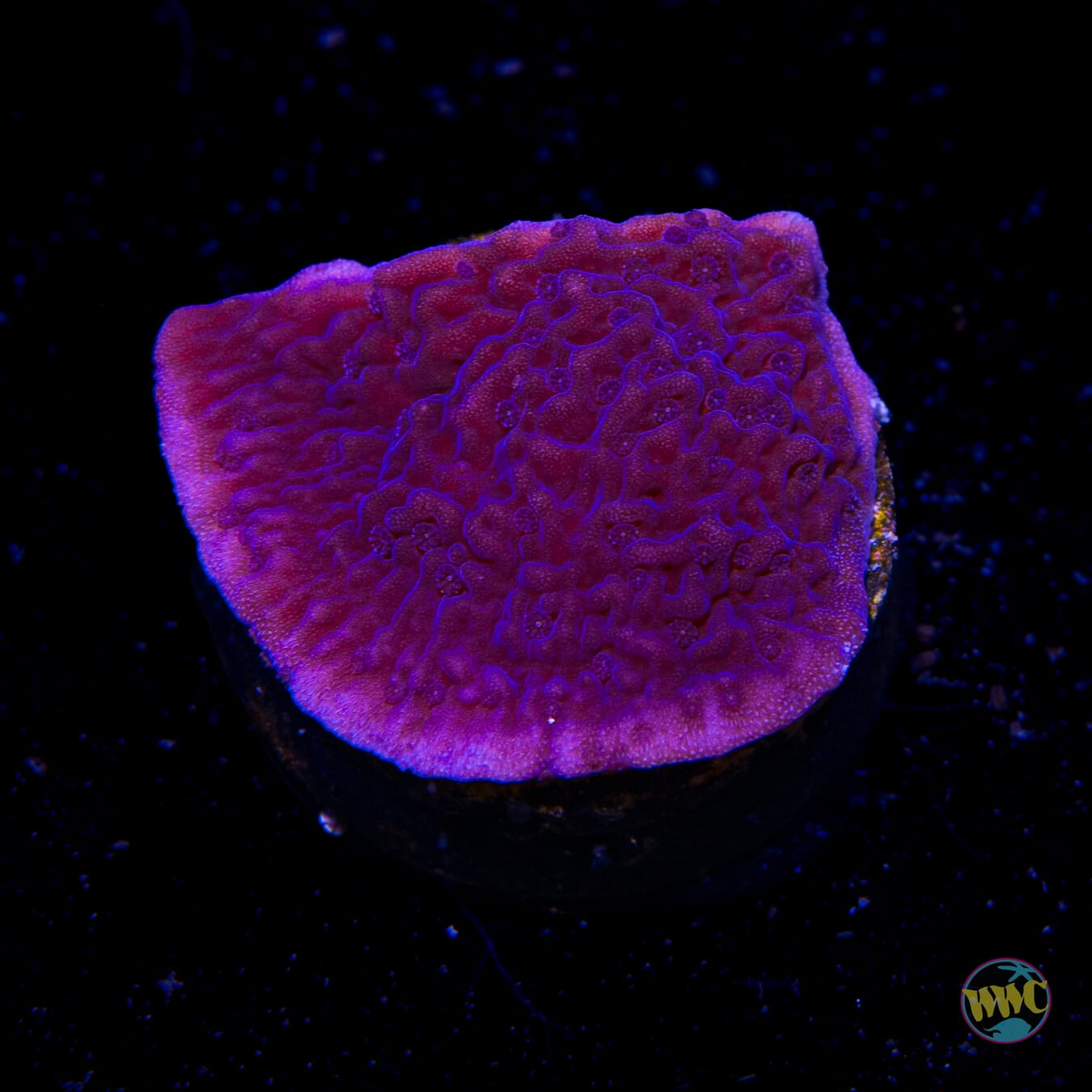 Vivid's Purple Cap Montipora