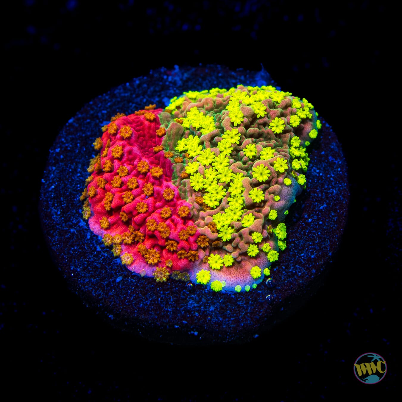 WWC Sunfire Grafted Cap Montipora